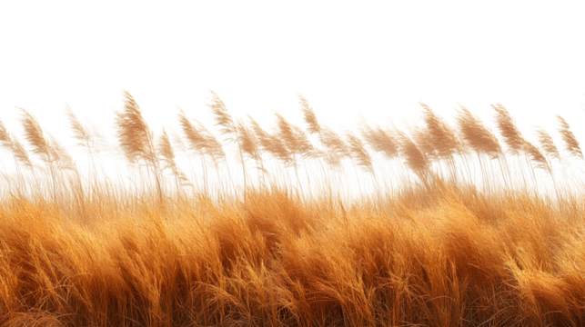 Golden field of grass with slight breeze movement, HD natural texture, isolated on white background