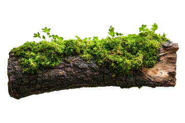 Mossy log with plants isolated on PNG transparent background, cut out