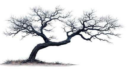 dry desert tree silhouette with spindly branches, isolated on white background