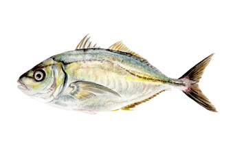 シマアジ手描き水彩画