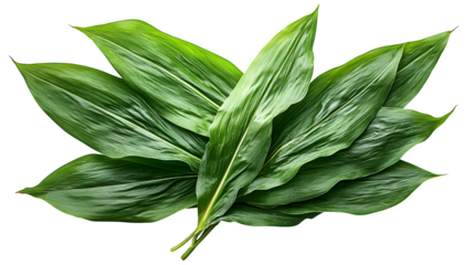 Green corn stalk with leafy stem, isolated on white background