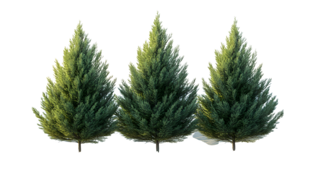 Green cypress tree tall narrow, high-definition, realistic look, isolated on white background