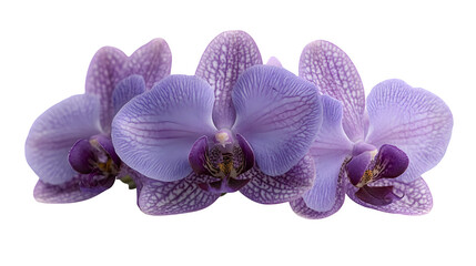 elegant purple orchid flower head, natural shading, isolated on white background