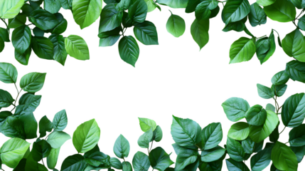 Green leaves with space for text, realistic 3D, isolated on white background