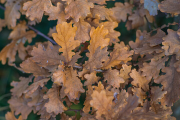 Oak Leaves