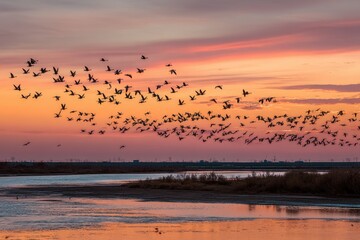 Naklejka premium The sun sets, the sky is pink and orange, with swans flying in large numbers above shallow water