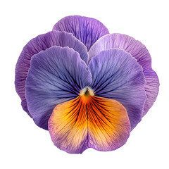 Timeless classic pansy png elegant floral symbol png refined garden bloom png dynamic vibrant petal png transparent background image