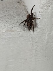 spider on a wall