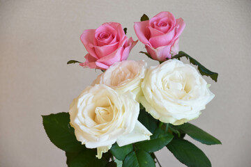 白とピンクのばら