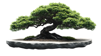 Japanese-style bonsai tree illustration, detailed foliage, isolated on white background