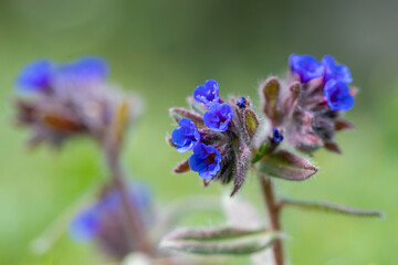 Liverwort is a perennial herbaceous plant species from the borage family, blooming between April...