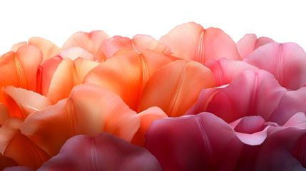 Layered tulip petals in soft gradient shades for floral artwork, isolated on white background