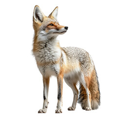 Clever fox standing png dynamic woodland creature png artistic wild nature charm png captivating rustic scene transparent background image