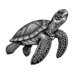 Obraz premium Sea turtle engraving black and white outline. Scratch board imitation. illustrated in vintage line art style on a white background.
