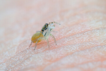 Baby jumping spider on the human skin