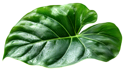 large green elephant ear plant leaf, high detail, isolated on white background