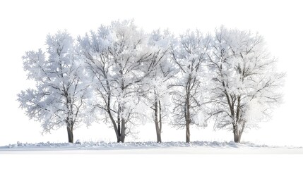 Obraz premium Winter Trees Covered with Hoar Frost: Stunning Frosty Scenery in Bright Light