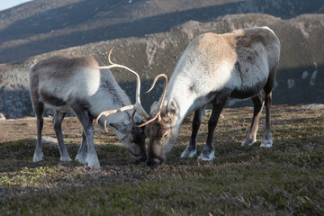 A female reindeer and her calf enjoy grazing on the mountains of Cairngorms National Park in...