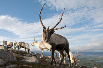 A herd of free roaming reindeer wander wandering the mountainous terrain of Cairngorms National Park.