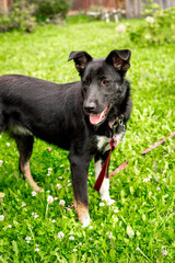 Black dog without breed on a leash in summer close up