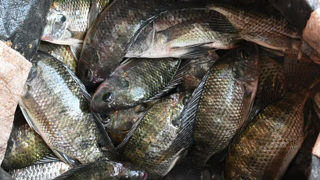 Live caught tilapia fish. Nile Tilapia, Oreochromis niloticus, Oreochromis mossambicus fish close up.