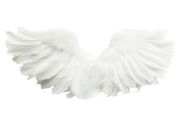 Elegant white angel wings with smooth layered feathers displayed beautifully on white background image