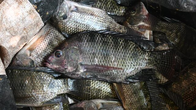 Live caught tilapia fish. Nile Tilapia, Oreochromis niloticus, Oreochromis mossambicus fish close up.