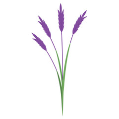 Fototapeta premium A single purple moor grass-isolated-on-a-white background. 