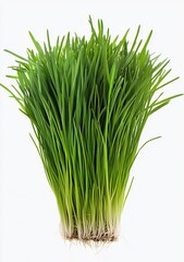 Fresh green grass, healthy sprout