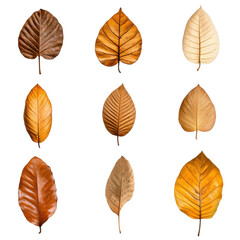 Obraz premium Natural brown dried tropical leaves showing texture and detail against a bright white background