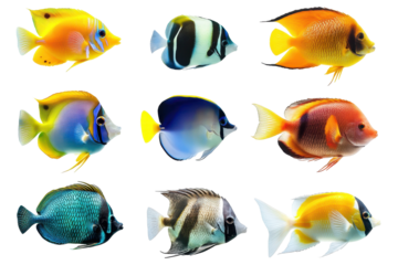 A vivid collection of ocean fish showcasing tropical beauty on a crisp pure white background