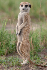 Les suricates du Botswana