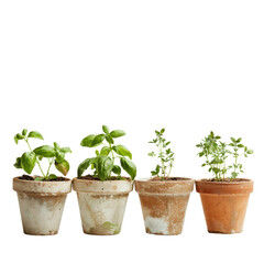 Fototapeta premium collection of four small potted plants, including basil and thyme, showcasing vibrant green leaves in rustic terracotta pots. arrangement adds fresh and natural touch to any space