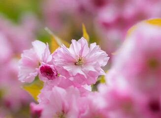 Rosa Kirschblüten an einem Zierkirschbaum
