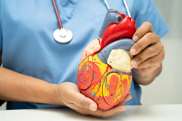 Cardiovascular disease CVD, doctor with heart human model anatomy for treatment patient in hospital.