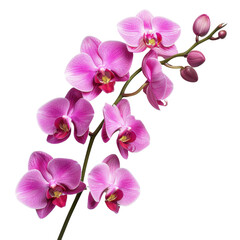 beautiful arrangement of pink orchids showcasing delicate petals and vibrant colors, perfect for floral designs and nature themes. elegance of these flowers evokes sense of tranquility and beauty