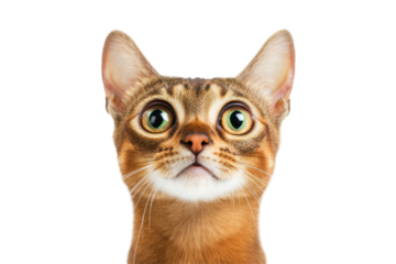 Isolated funny abyssinian cat with wild surprised look ideal for humorous animal content or promotions