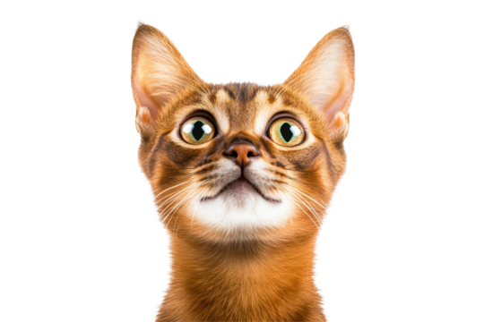 Surprised abyssinian cat expression in high resolution great for memes social media or pet ads