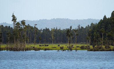 Kahikatea tree forest swamp at Lake Brunner with black and white cows grazing on green grass meadow pasture, West Coast South Island New Zealand