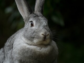 Fototapeta premium Detailed closeup headshot portrait of a tame wild rabbit hare bunny with grey fur near Kaiate Falls Papamoa Bay of Plenty North Island New Zealand