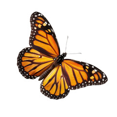 vibrant orange butterfly with black and white markings, showcasing its delicate wings in graceful pose. This stunning insect symbolizes transformation and beauty in nature