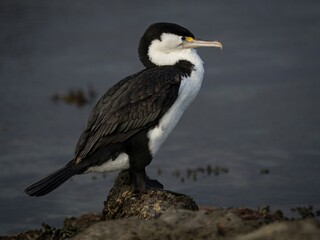 Closeup portraid side view of a black and white pied shag Karuhiruhi cormorant bird marine wildlife...