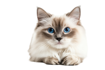 Portrait of cute fluffy Ragdoll cat isolated on white background for charming feline illustration themes