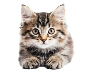 Obraz premium Fluffy Ragdoll kitty cat sitting calmly isolated on white background for peaceful animal inspired artwork