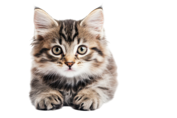 Fluffy Ragdoll kitty cat sitting calmly isolated on white background for peaceful animal inspired artwork