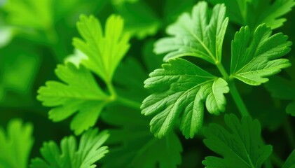 Close-up of parsley leaves, showcasing their delicate vein patterns and vibrant green hues , nature, texture