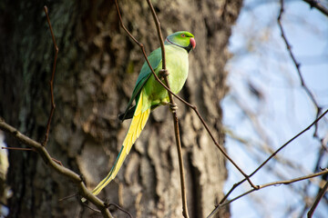 Rose-ringed Parakeet