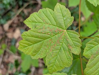 Galls of a mite (probably Aceria cephalonea) on the leaf of a Sycamore tree
