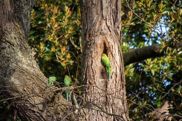 Obraz premium Rose-ringed Parakeet