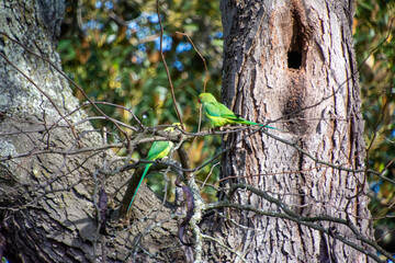 Rose-ringed Parakeet